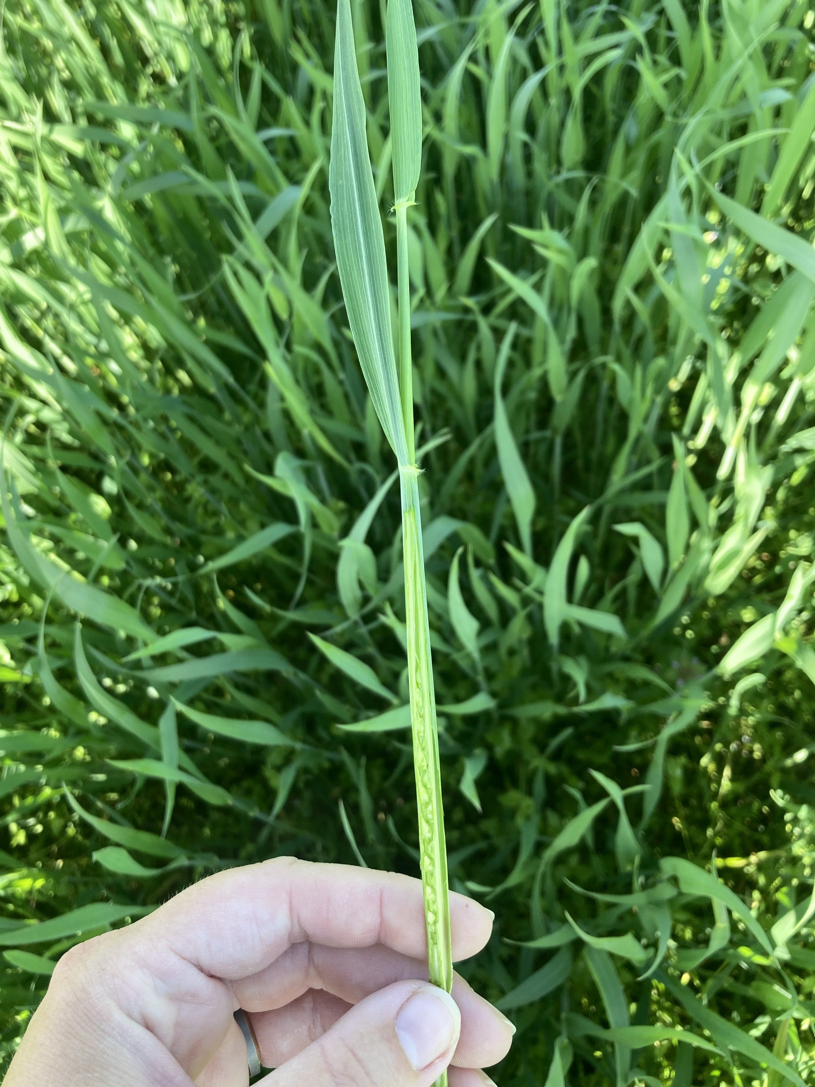 Nicolle ritchie and madelyn cevolsky.jpg